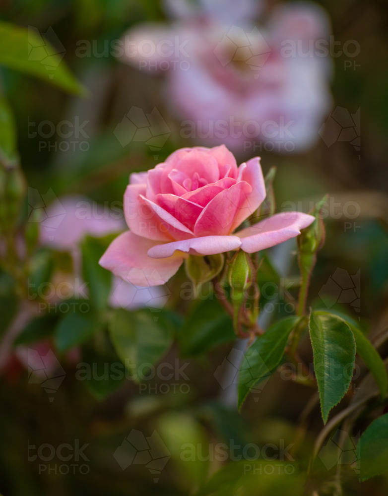 A pink rose in a country garden - Australian Stock Image
