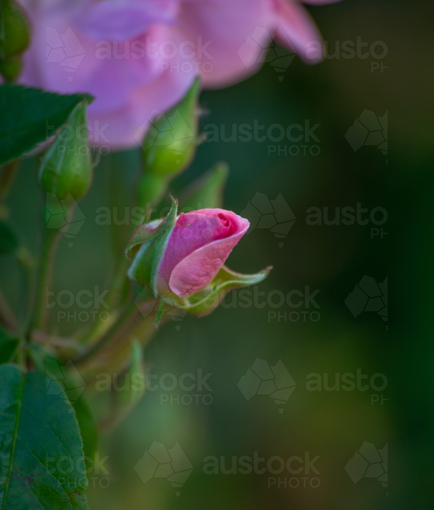 A pink rose in a country garden - Australian Stock Image