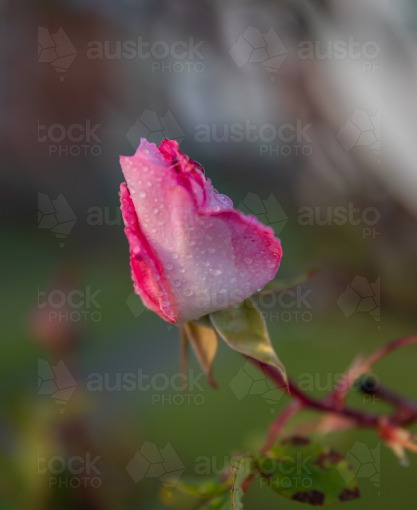 A pink rose in a country garden - Australian Stock Image