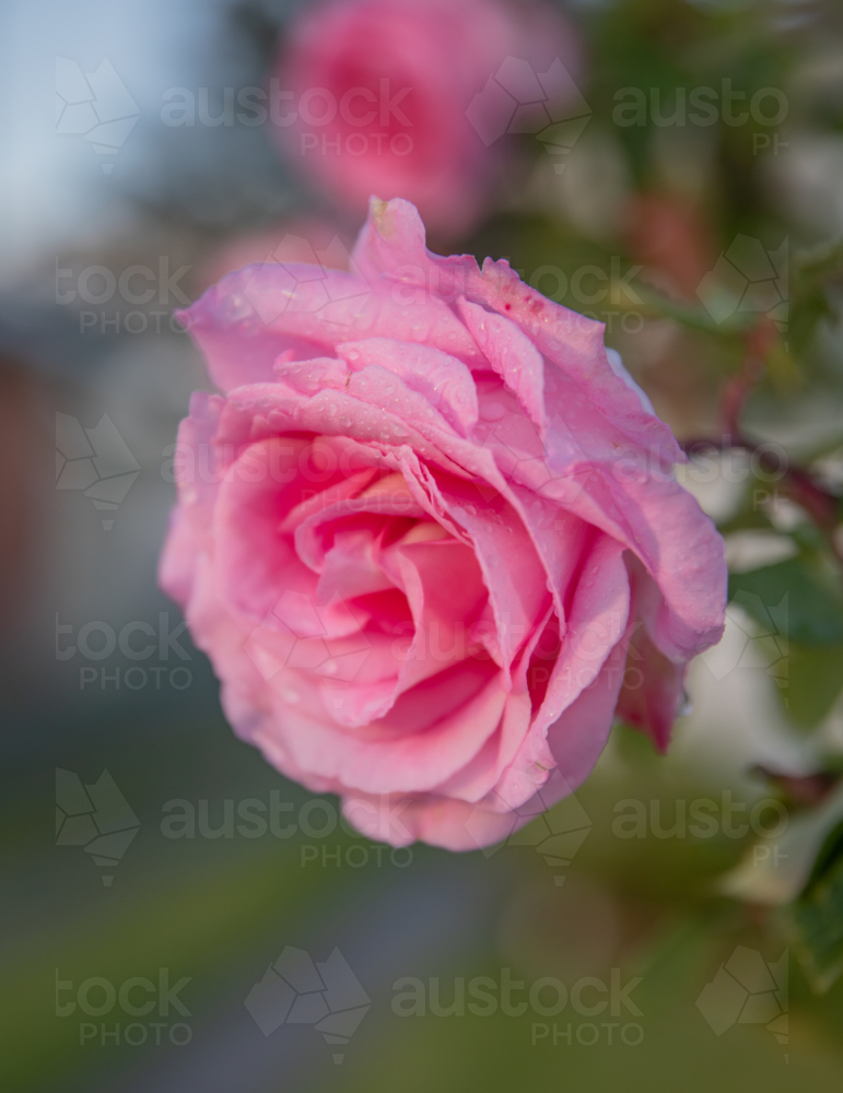 A pink rose in a country garden - Australian Stock Image