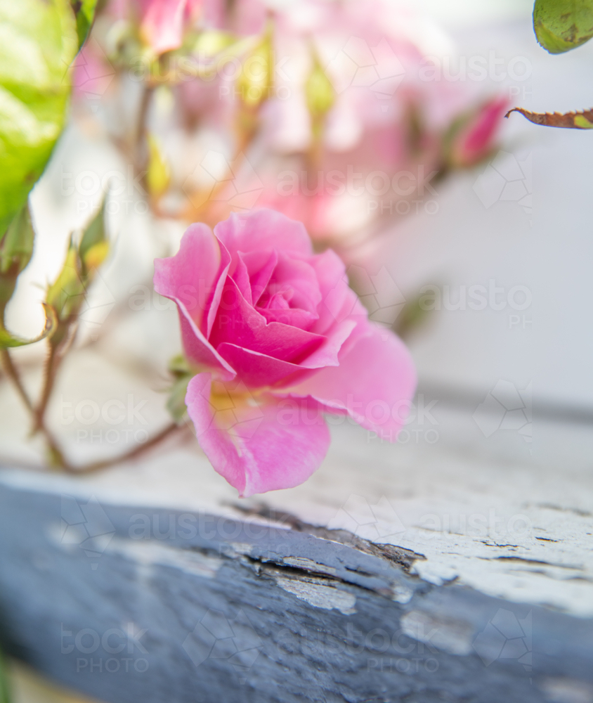 A pink rose in a country garden - Australian Stock Image