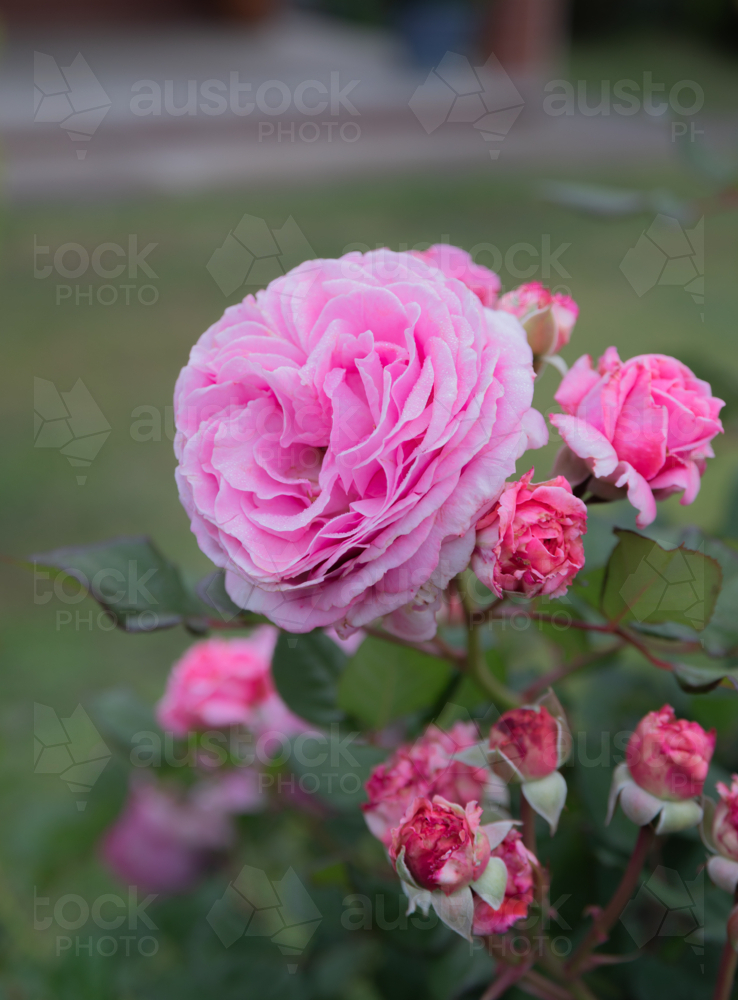 A pink rose, with pink rose buds against a blurred green backdrop - Australian Stock Image