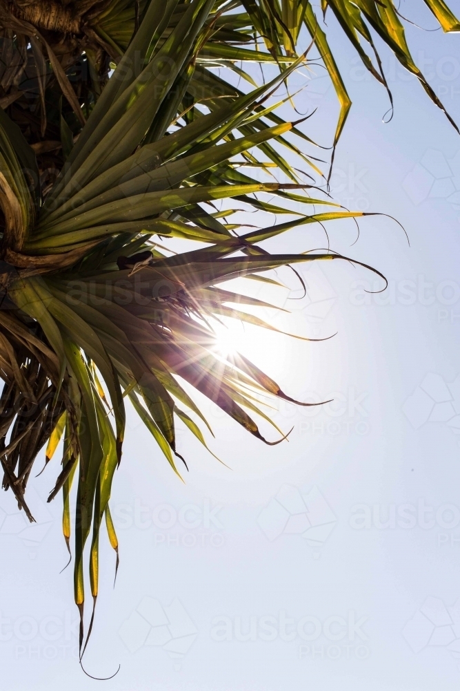 a plant with long leaves with a sun beam and a blue sky - Australian Stock Image