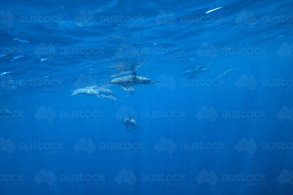 A pod of dolphins swimming underwater - Australian Stock Image