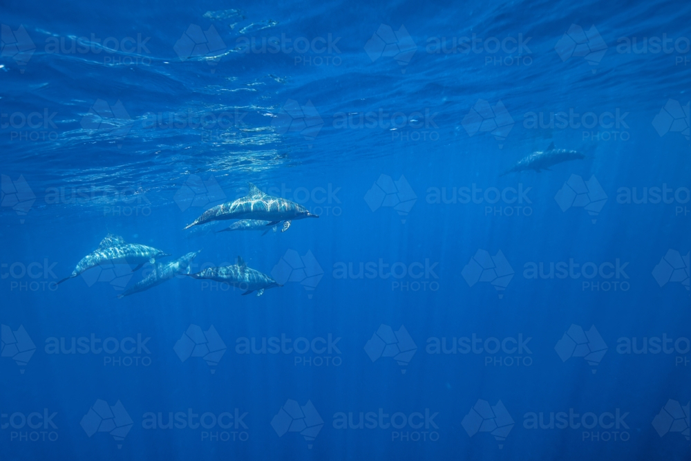 A pod of dolphins swimming underwater - Australian Stock Image