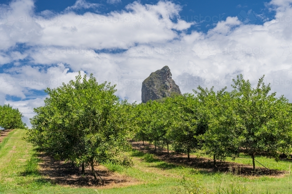 Image of A pointed mountain visible above rows of fruit trees in an ...