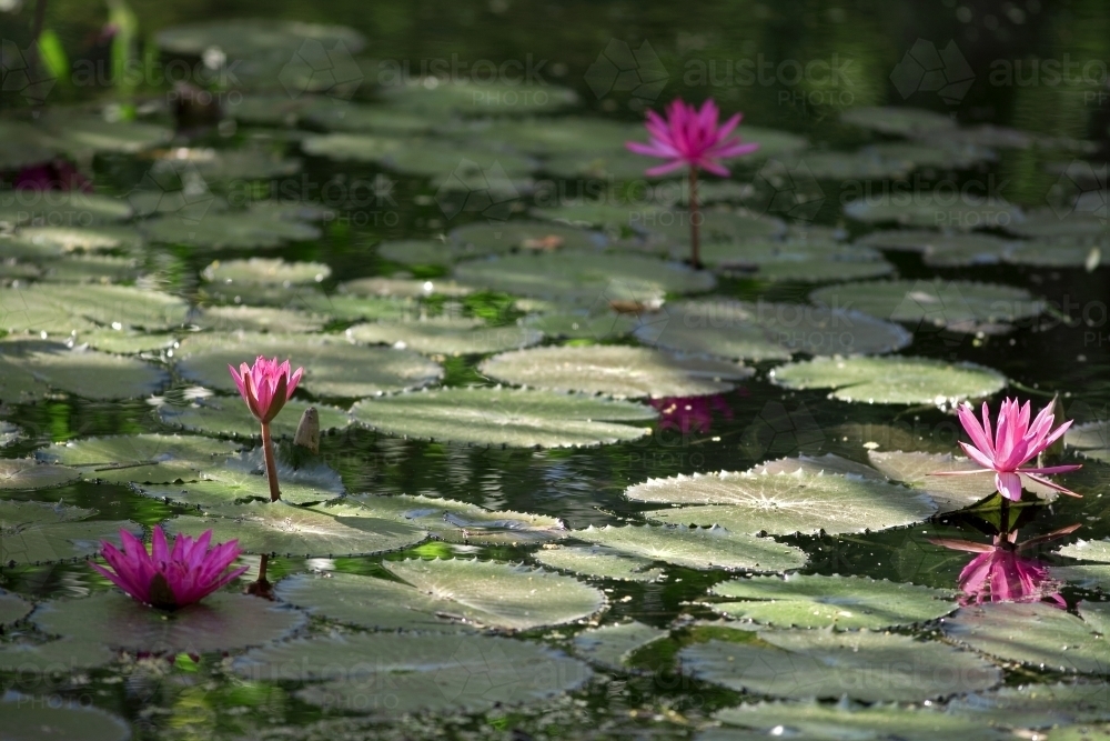A pond with green lily pads and pink water lillies - Australian Stock Image