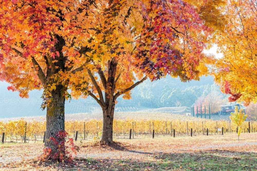A popular track surrounded by orange autumn trees next to a vineyard - Australian Stock Image