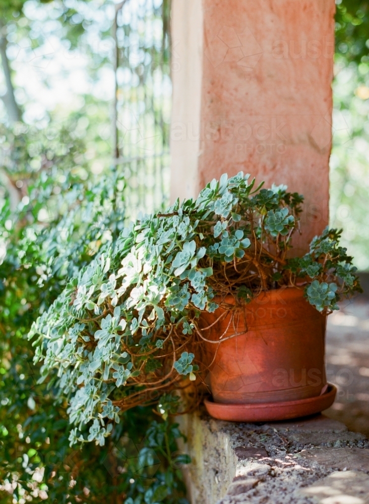 A pot of succulents - Australian Stock Image