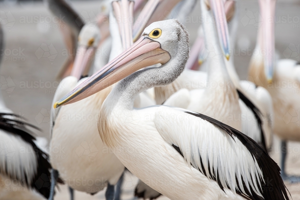 A profile view of one Australian pelican when amongst many. : Austockphoto A profile view of one Australian pelican when amongst many. - Australian Stock Image