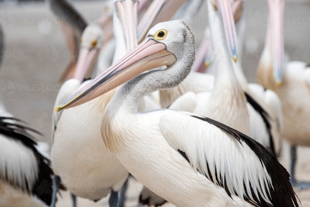 A profile view of one Australian pelican when amongst many. - Australian Stock Image
