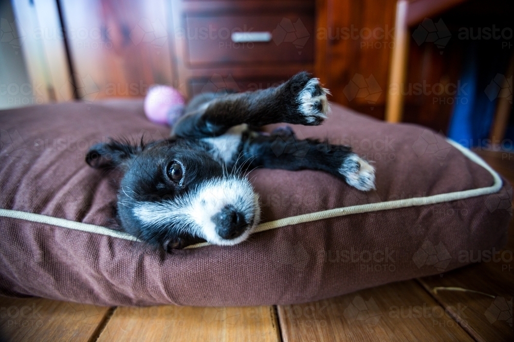 A puppy lying on a cushion - Australian Stock Image