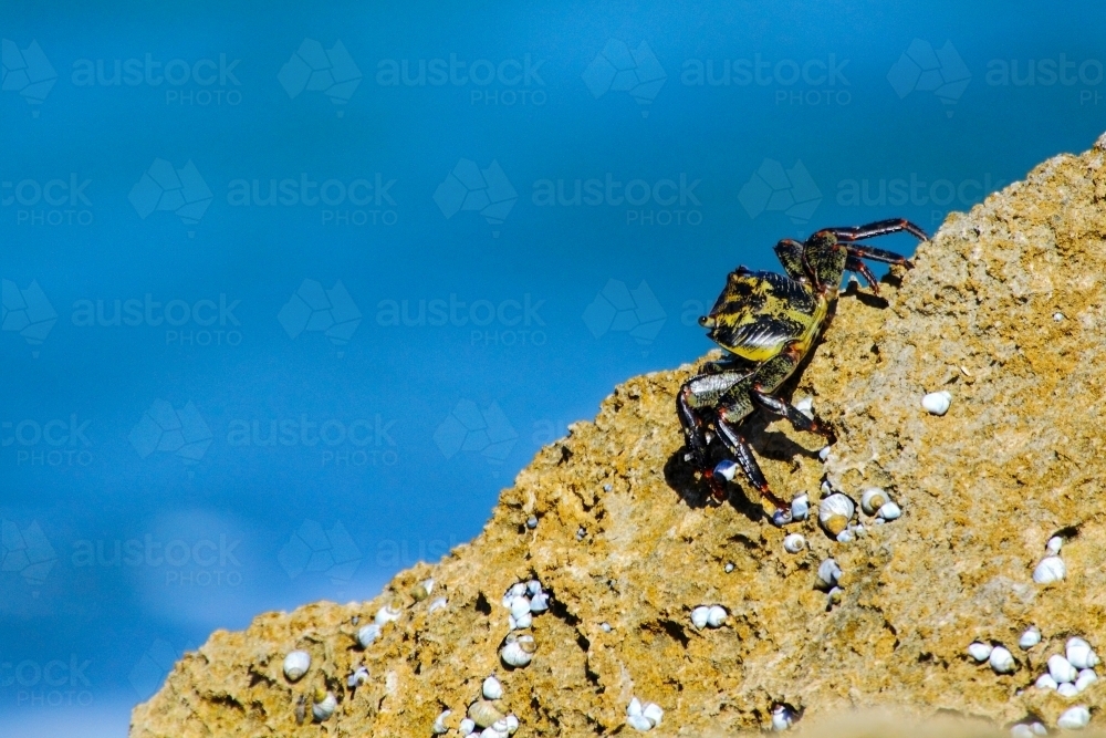 A purple rock crab scurries along a limestone boulder next to blurred blue sea. - Australian Stock Image