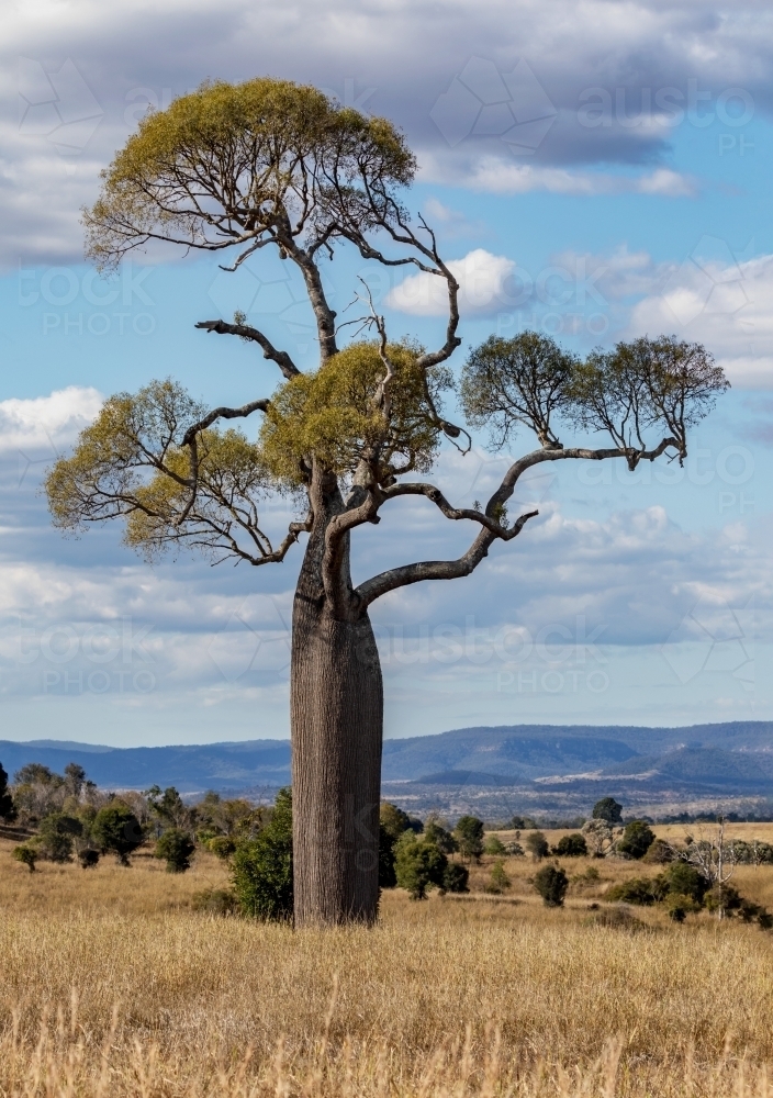 A Queensland Bottle Tree (Brachychiton rupestris) towering over the countryside - Australian Stock Image