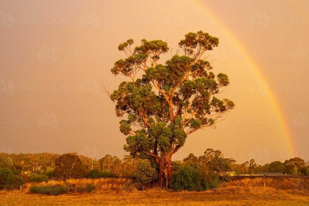 Image of A rainbow and dramatic lighting over a large gum tree Austockphoto