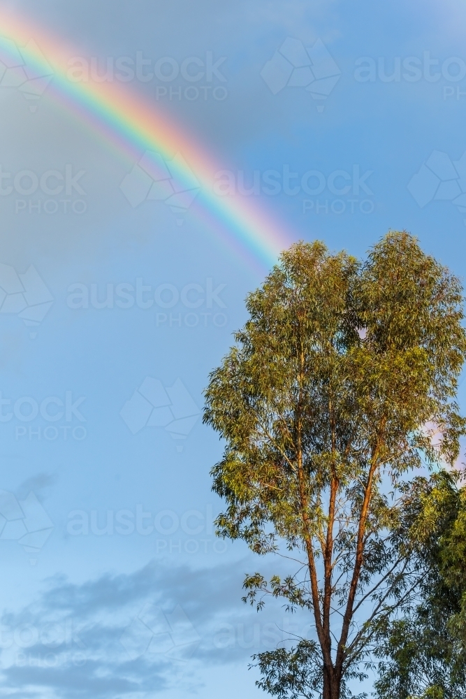 A rainbow arches through a blue sky above a gum tree - Australian Stock Image