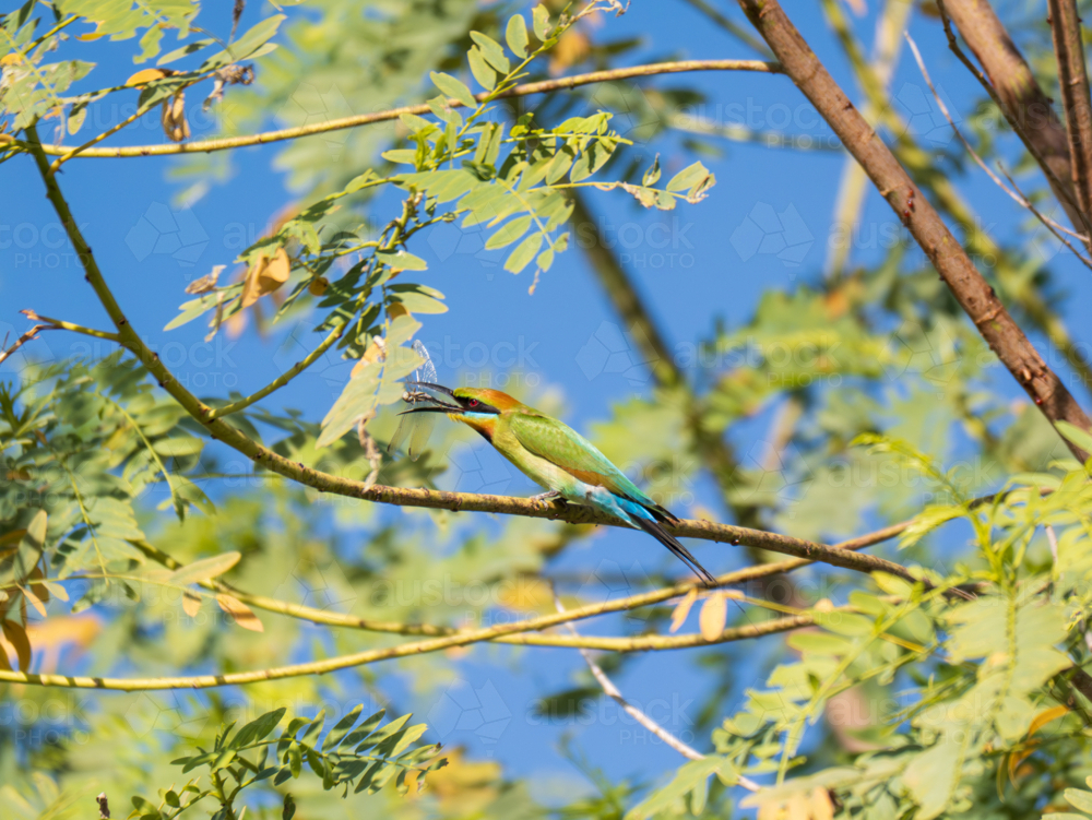 A rainbow bee-eater eating a dragonfly - Australian Stock Image