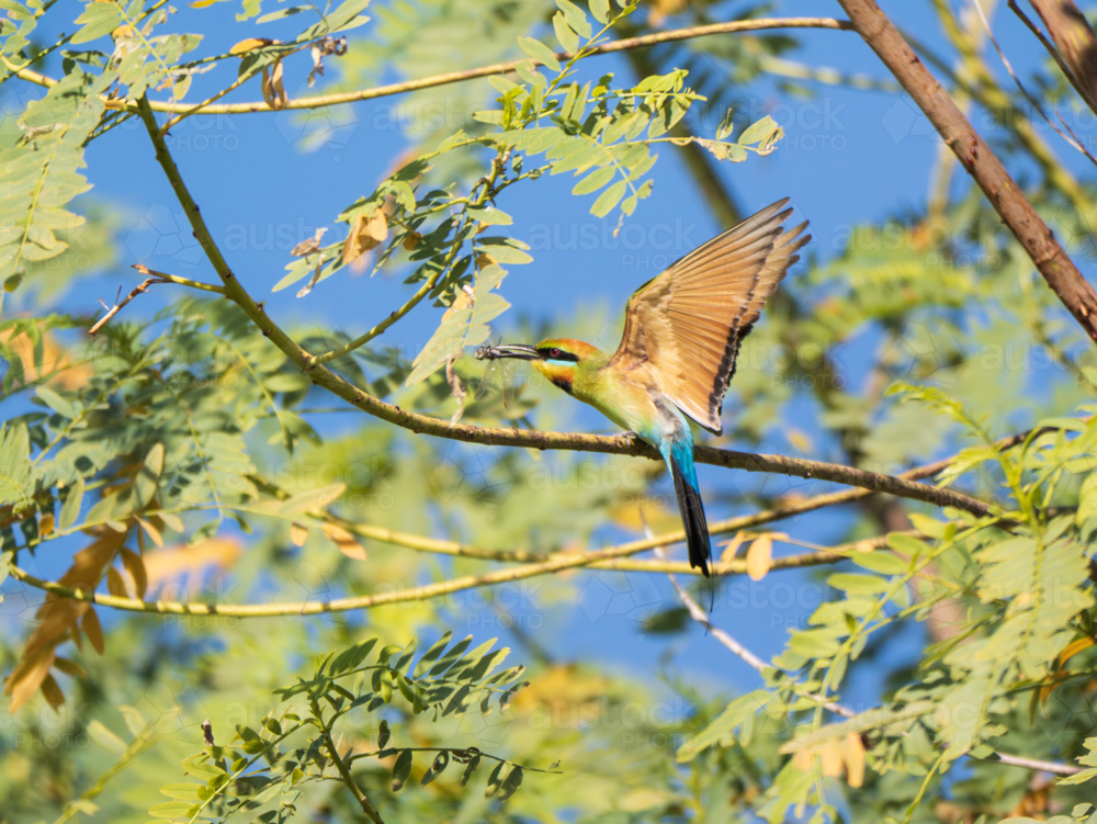 A rainbow bee-eater eating a dragonfly - Australian Stock Image