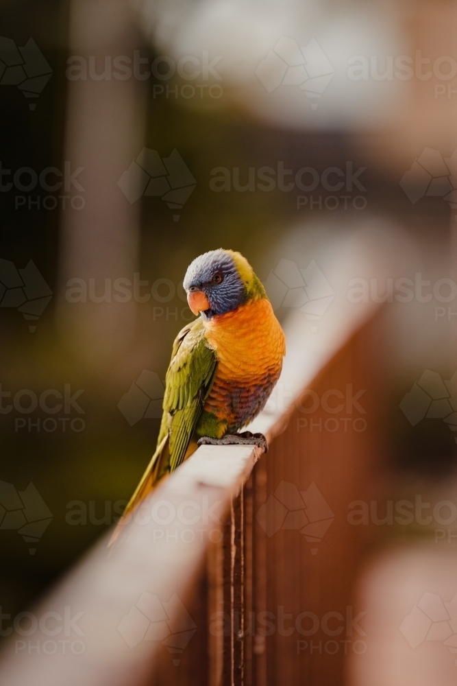 A Rainbow Lorikeet bird sitting on a balcony railing in the afternoon sun. - Australian Stock Image