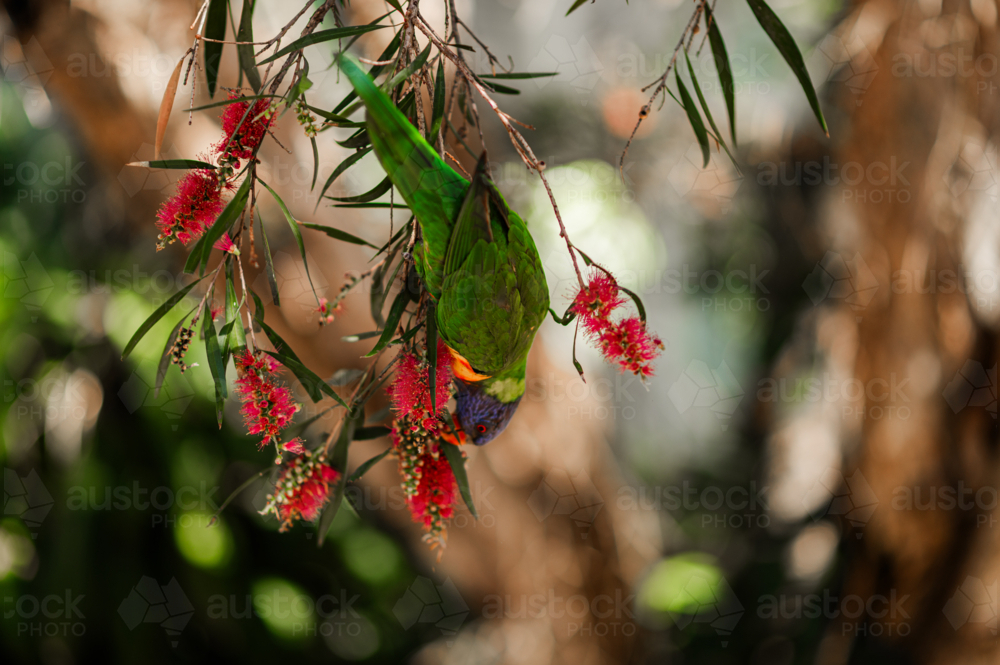 A rainbow lorikeet hangs upside down, enjoying nectar from bright red flowers in a lush garden - Australian Stock Image