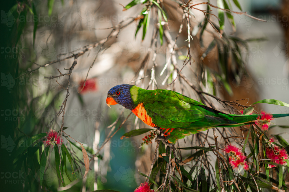 A rainbow lorikeet rests on branches filled with bright blooms in a warm Australian setting - Australian Stock Image