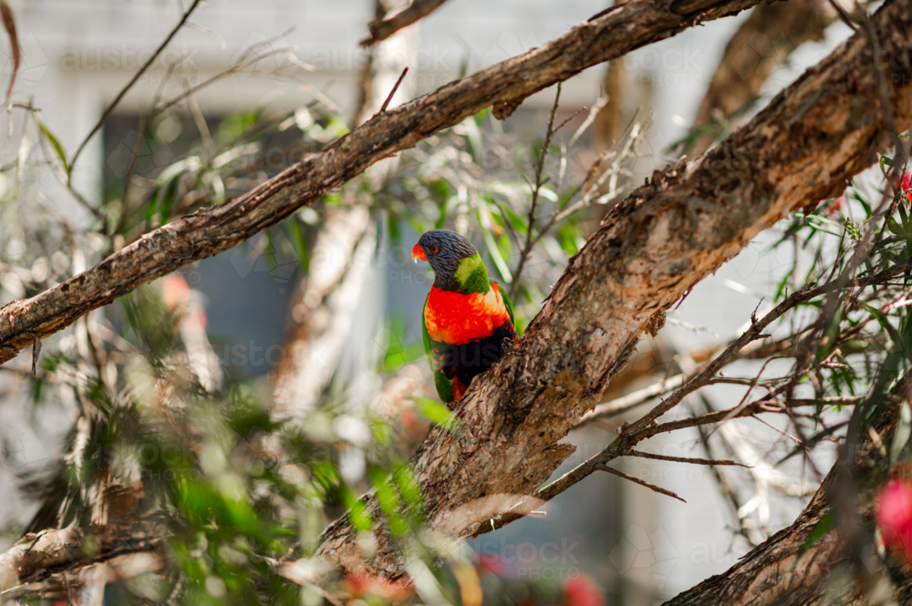 A rainbow lorikeet sits on a branch, surrounded by leaves, enjoying its natural habitat - Australian Stock Image
