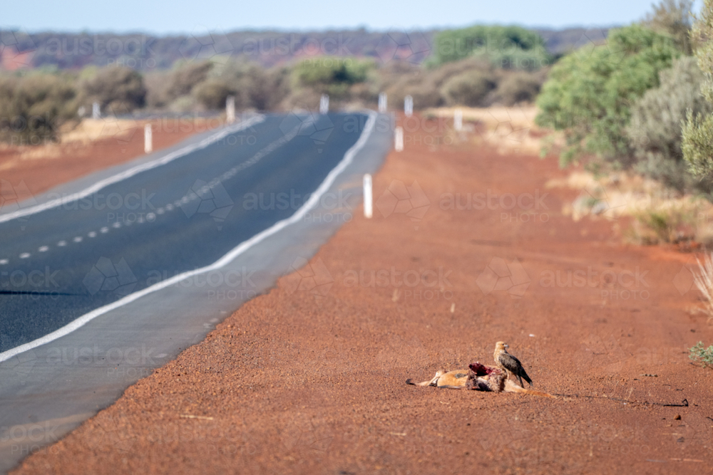A raptor feeds on a kangaroo carcass beside a remote outback road stretching to the horizon - Australian Stock Image