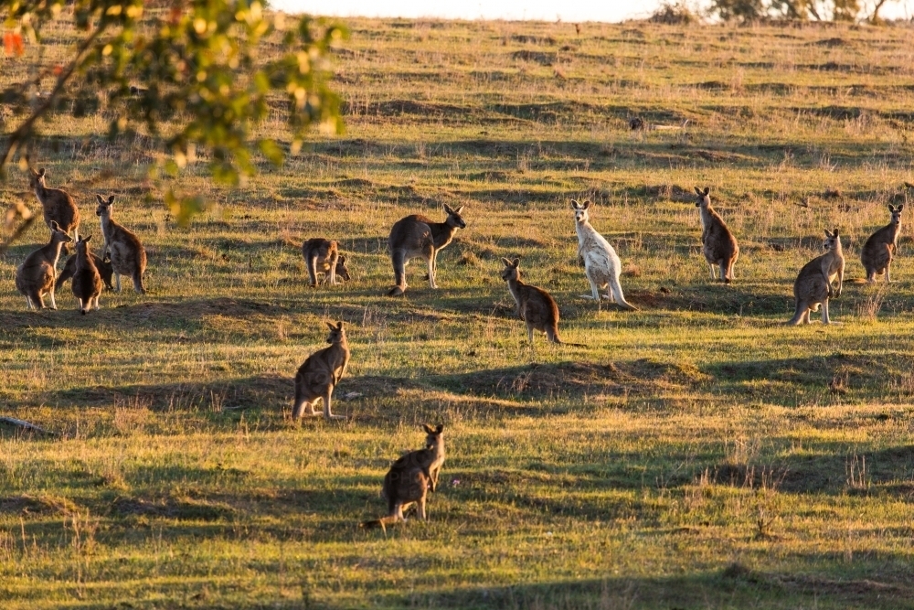 a rare white kangaroo grazing with other eastern grey kangaroos - Australian Stock Image