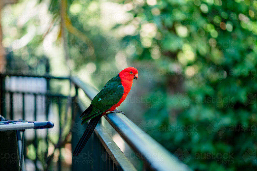 A red and green Australian king parrot perches on a balcony rail, enjoying the lush view - Australian Stock Image