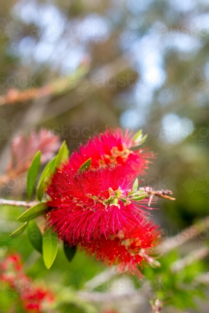 A red bottlebrush flower fills the bush with colour - Australian Stock Image