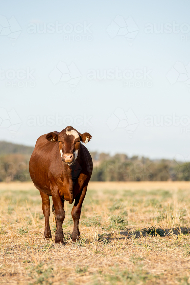 A red heifer in a paddock - Australian Stock Image