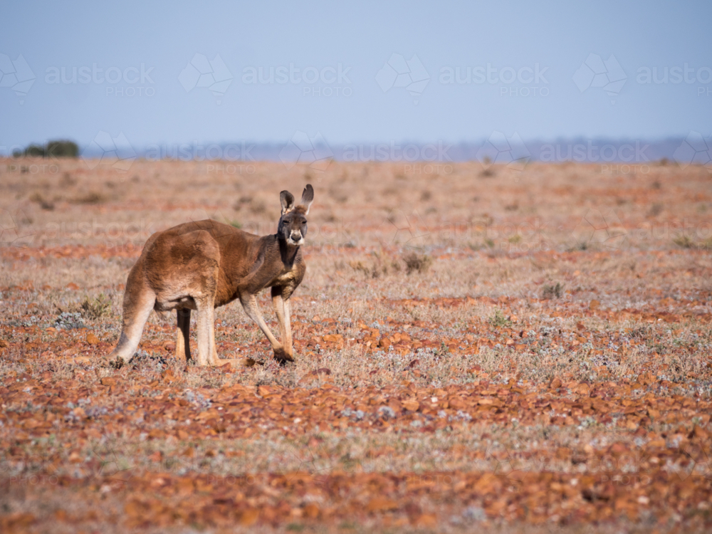 A red kangaroo on stony ground in remote north-west New South Wales - Australian Stock Image