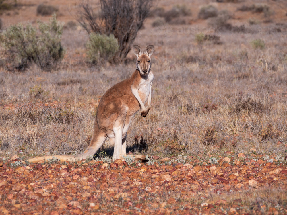 A red kangaroo on stony ground in remote north-west New South Wales - Australian Stock Image