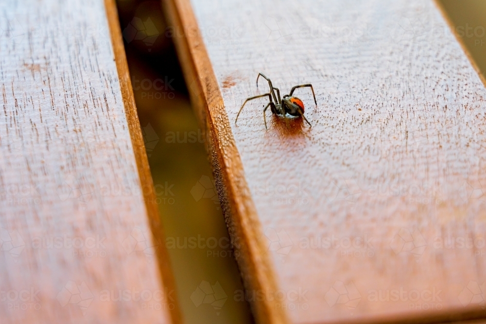 A redback spider crawling along a wooden table top - Australian Stock Image