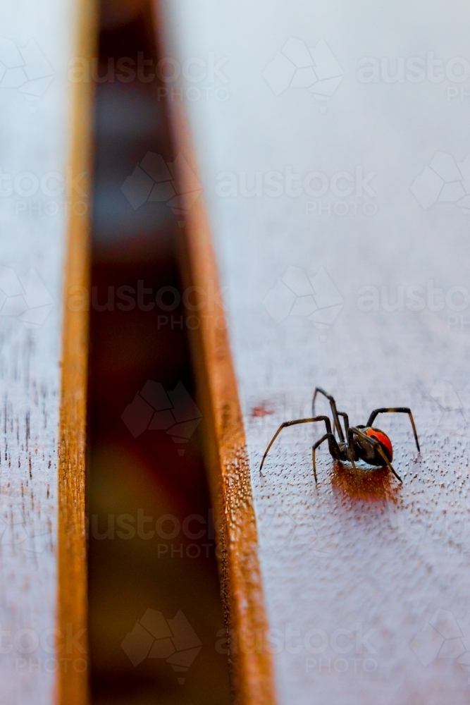 A redback spider crawling along a wooden table top - Australian Stock Image