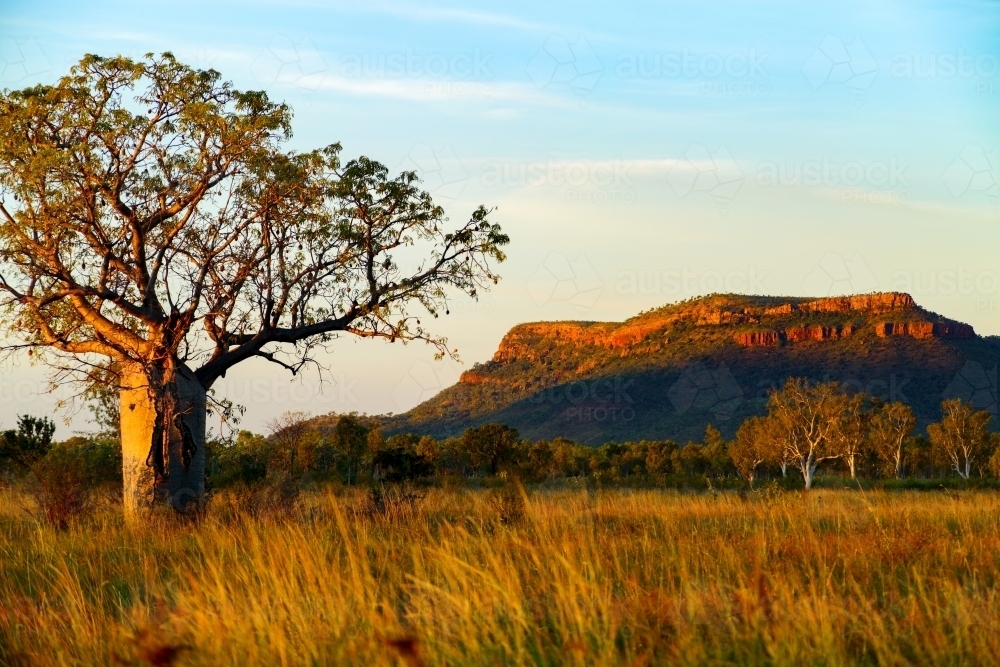 A regular Kimberley scene, seen at dusk - a boab tree and geologic outcrop - Australian Stock Image