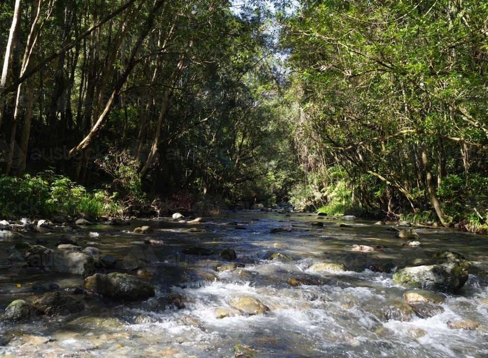 A river filled with rocks and boulders creating small rapids and flowing through the forest - Australian Stock Image