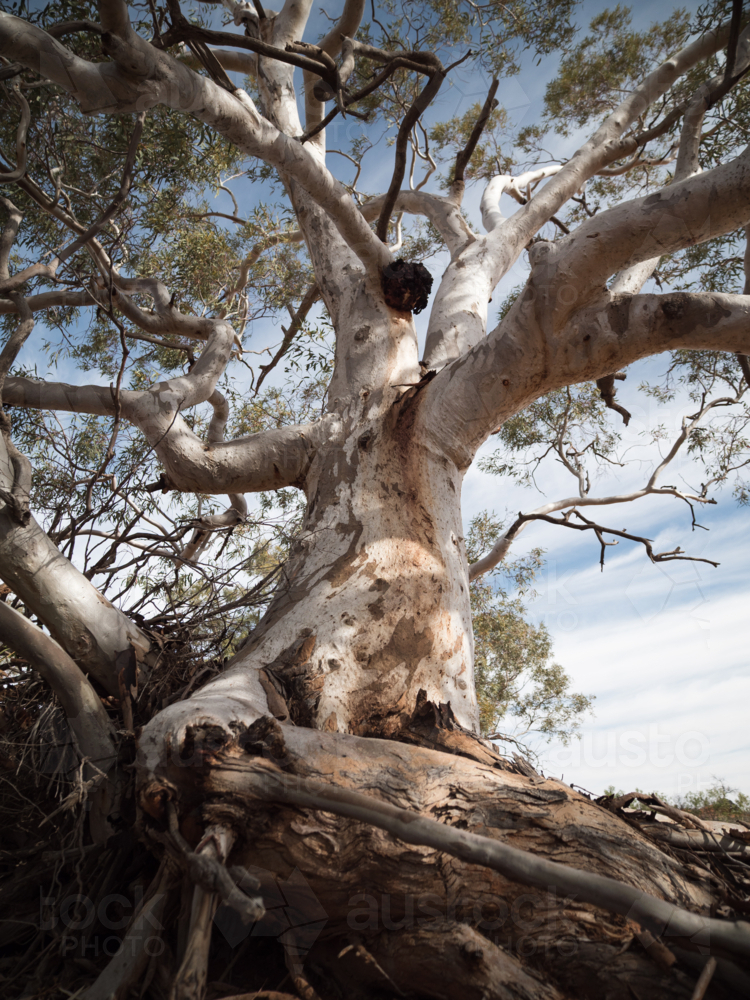 A river red gum on the bank of a dry river bed in outback Australia - Australian Stock Image