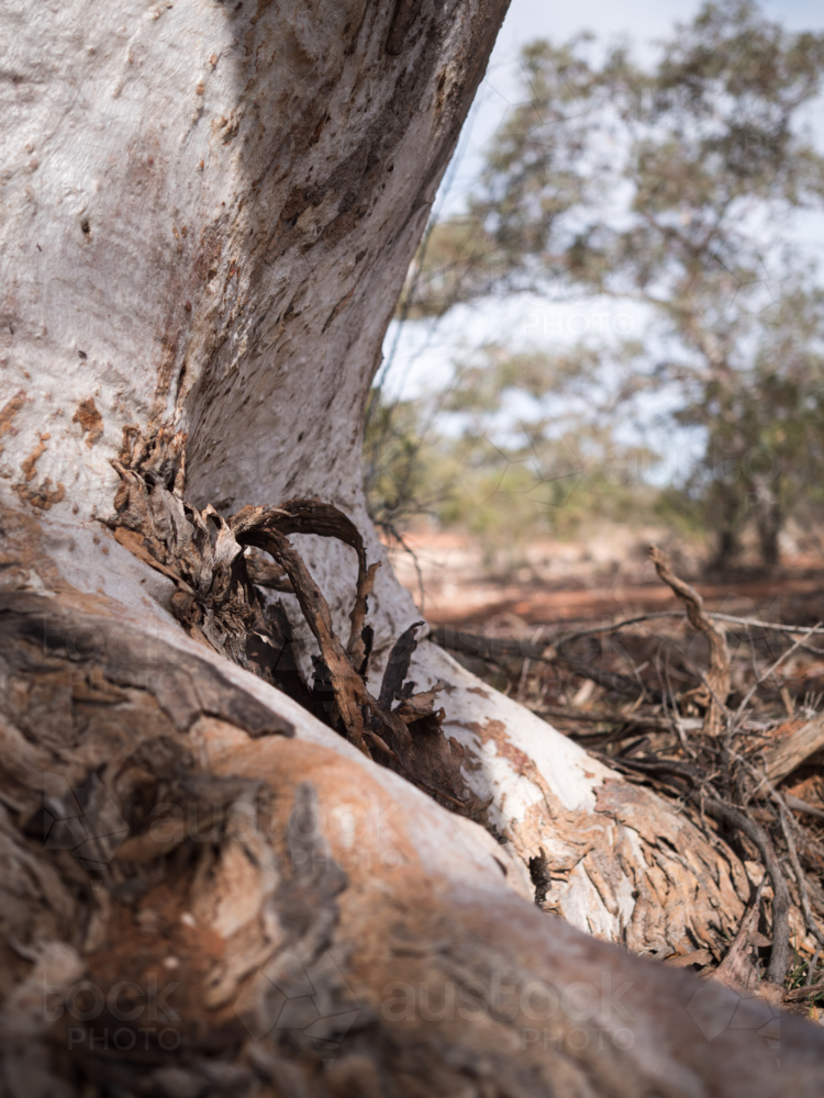 A river red gum on the bank of a dry river bed in outback Australia - Australian Stock Image