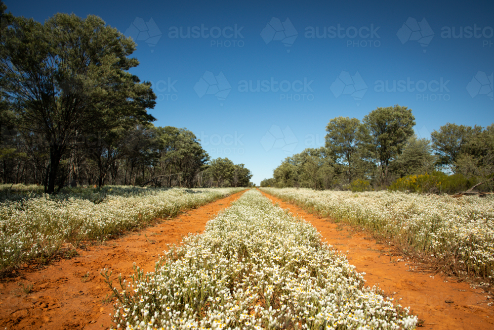 A road lined with wild Paper Daisy flowers - Australian Stock Image