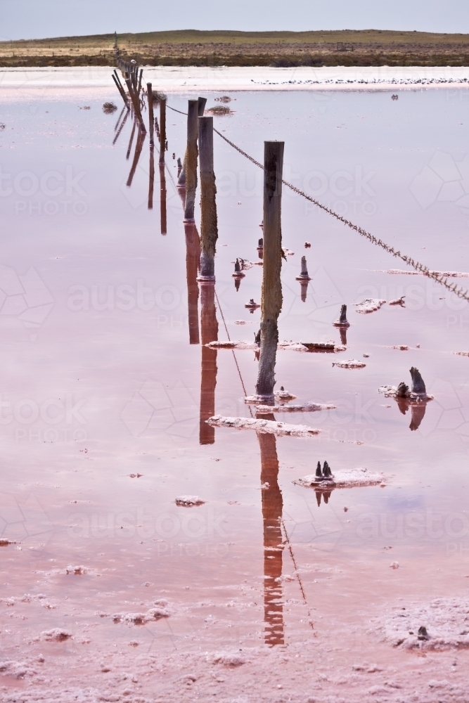 A rotting fence line strung across a pink salt lake - Australian Stock Image