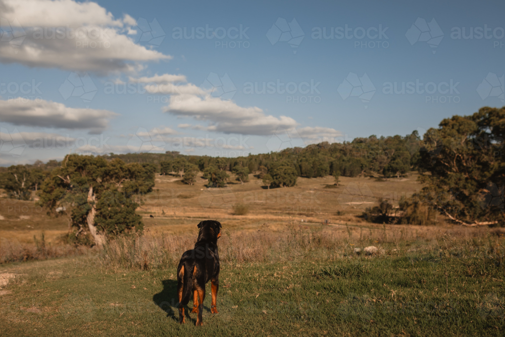 A Rottweiler standing on a grassy hill looking off into the distance in the countryside - Australian Stock Image