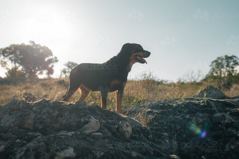 A Rottweiler standing on a rocky outcrop with grassy fields and scattered trees in the background - Australian Stock Image