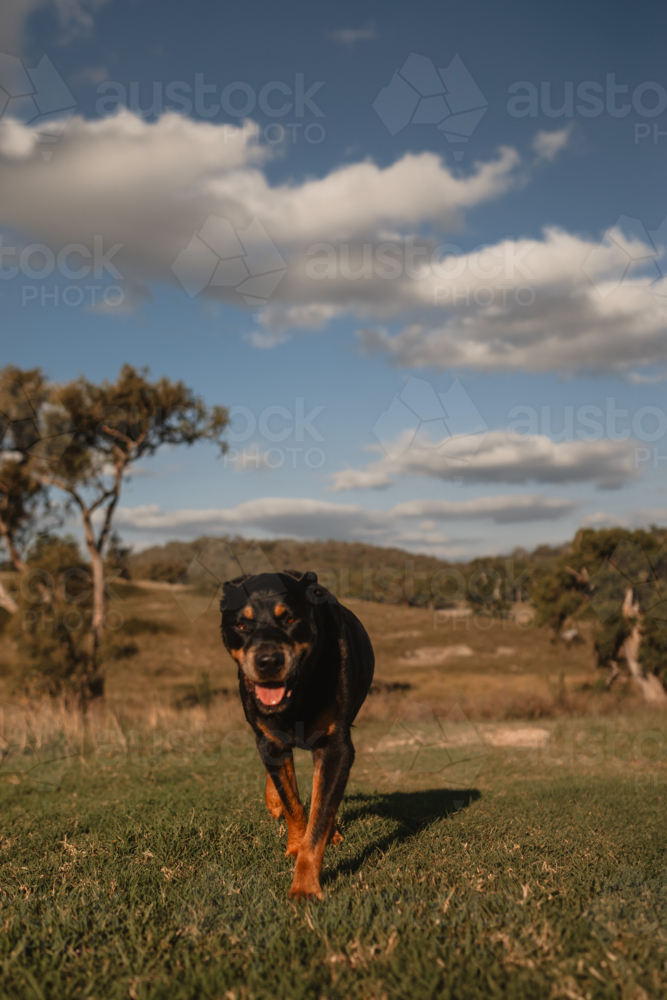 A Rottweiler walking along on a farm in rural New South Wales, Australia - Australian Stock Image