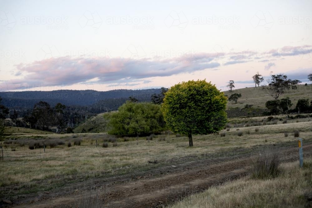 A round green tree - Australian Stock Image