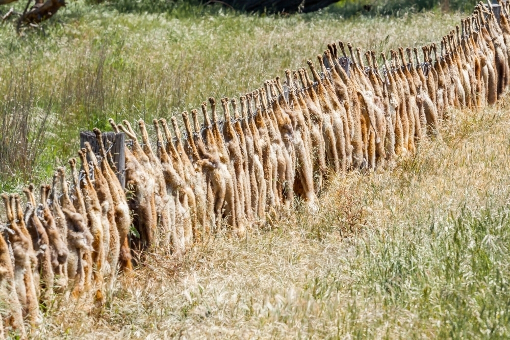 A row of dead foxes hanging along a fenceline - Australian Stock Image