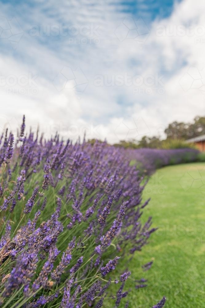 A row of lavender - Australian Stock Image