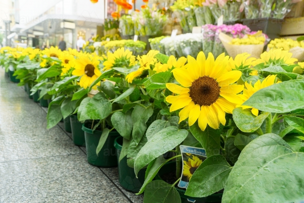 A row of sunflowers in pots at a florists stall in a shopping mall - Australian Stock Image