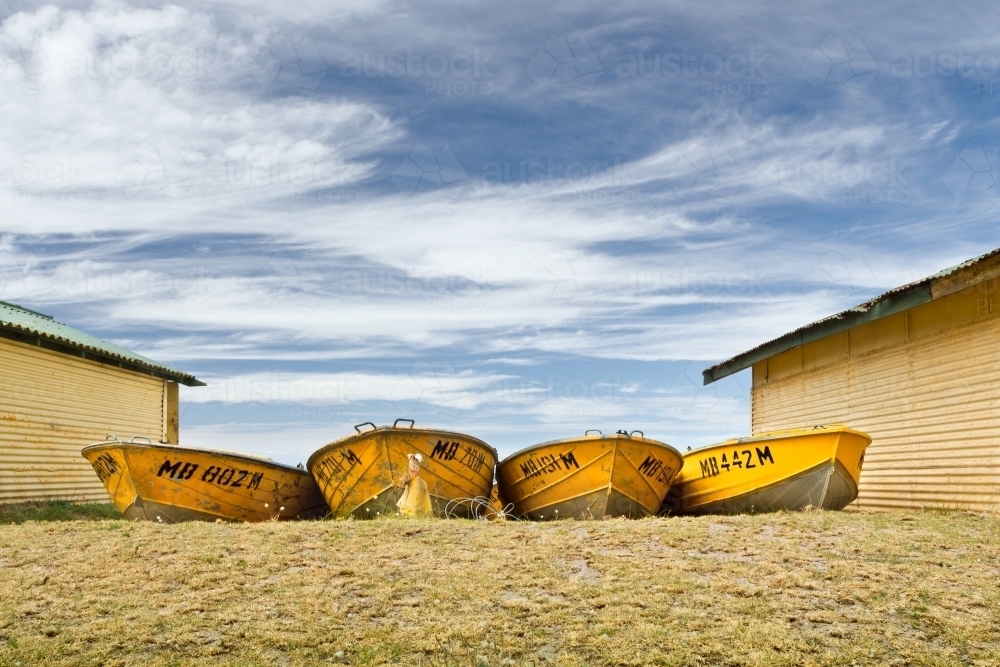 A row of yellow row boats sitting between tin sheds - Australian Stock Image