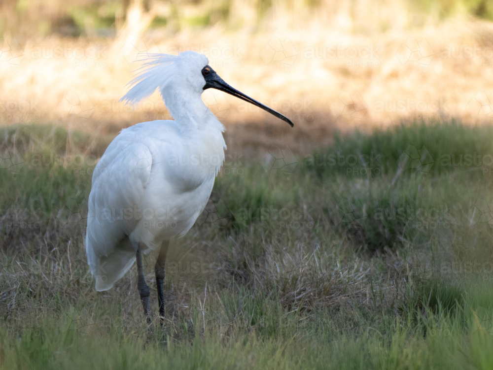 A royal spoonbill (Platalea regia) standing in grassland - Australian Stock Image